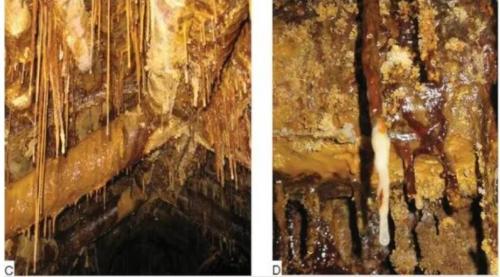 Tìm thấy các dạng sống 