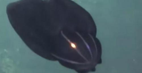 UFO dưới nước bất ngờ lột xác biến hình thành sinh vật hoàn toàn khác.