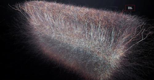 Các nhà khoa học tìm thấy bằng chứng về một vũ trụ đa chiều bên trong não người.