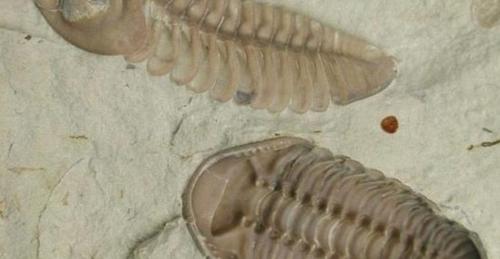 Bọ ba thuỳ: loài sinh vật đã sống cách đây 252 triệu năm.