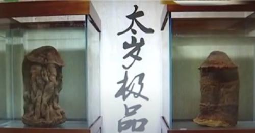 Một sinh vật bất tử “nhảy ra ngoài Tam giới” chống lại quy luật sinh trưởng trên trái đất