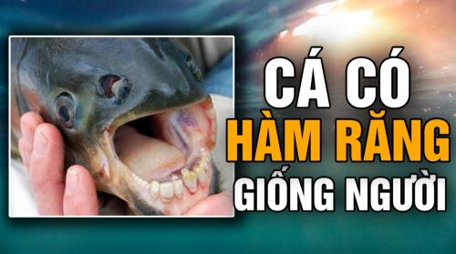 Những hòn đá biết đi, lớn lên, sinh con