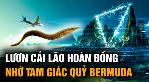 Bí ẩn loài lươn cải lão hoàn đồng nhờ tam giác quỷ Bermuda