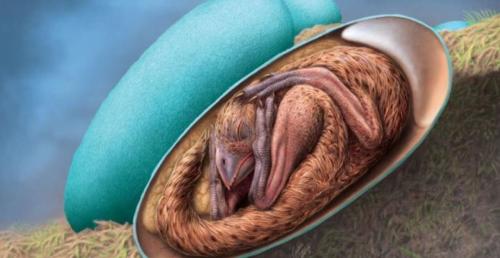 Kinh ngạc với trứng khủng long hóa thạch chứa phôi thai cực hiếm hơn 70 triệu năm tuổi