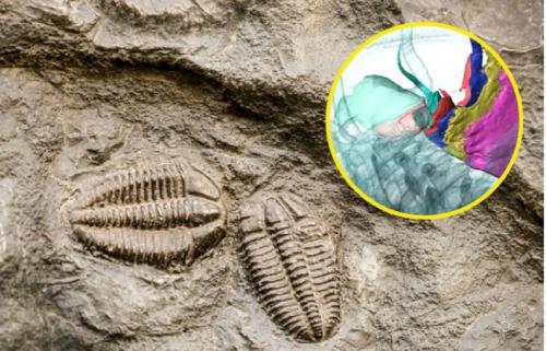 Hóa thạch bọ ba thùy hơn 500 triệu năm tuổi