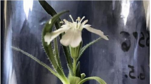 Loài hoa 32,000 năm tuổi được các nhà khoa học hồi sinh.