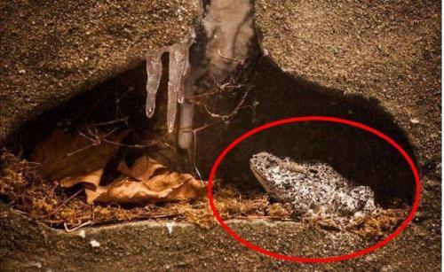 Tìm thấy ếch 2 triệu tuổi vẫn sống trong mỏ dầu: 