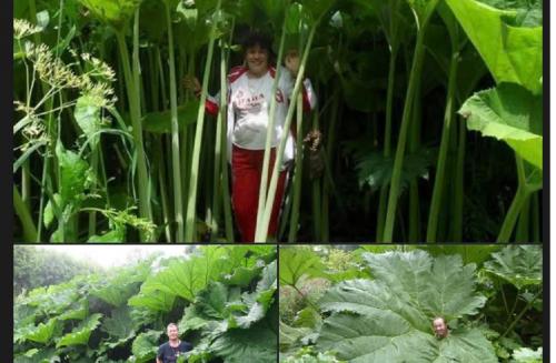 Vùng đất thần kỳ ở Nga, cây cối khổng lồ đến khó tin, cứ như bước vào trong truyện cổ tích