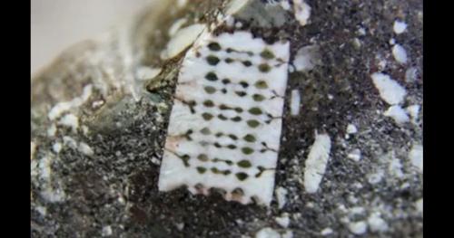 Phát hiện hóa thạch 250 triệu năm tuổi ở Nga – điều gì đang bị ẩn giấu?