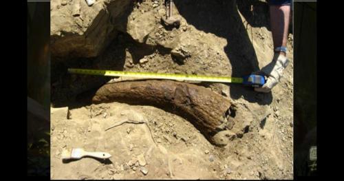 Sừng khủng long 33.500 năm tuổi hé lộ sự thật gây sốc