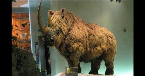 Phát hiện xác ướp tê giác 32.000 năm tuổi còn nguyên vẹn khiến giới khoa học kinh ngạc