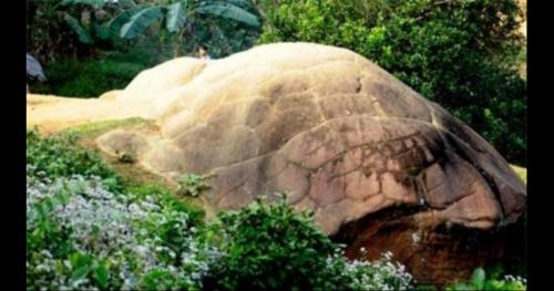 Chuyện lạ về Thần Kim Quy xuất hiện giữa bãi bùn – Truyền thuyết hay sự thật kỳ bí