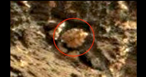 Tài liệu NASA: Hóa thạch cổ đại được tìm thấy trên sao Hỏa