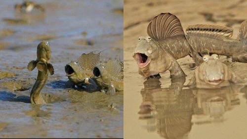 Vì sao cá thòi lòi buộc phải sống trên bờ?