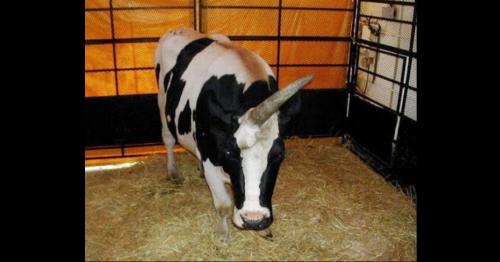 Kỳ lạ những con vật cơ thể dị dạng, 3 đầu 6 chân