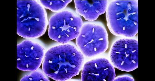 Ông Darwin đã sai rồi, vi khuẩn không cạnh tranh để sinh tồn