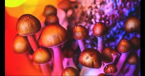 Giải mã nấm thần bí mang lại cảm giác tâm linh