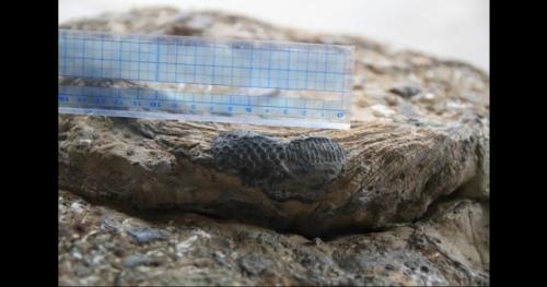 Dấu chân người tí hon trên phiến đá cổ đại 600 triệu năm tuổi